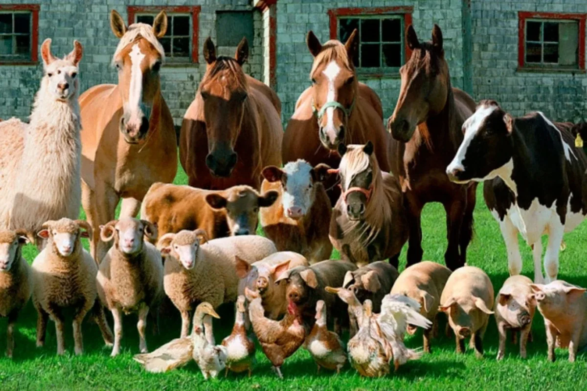 Consecințele încălzirii globale: care animale riscă să dispară