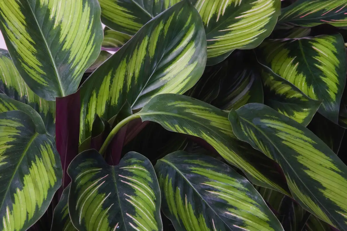 Dacă frunzele plantei tale Calathea sunt încolăcite și ciudat decolorate, descoperă motivul surprinzător din spatele acestui fenomen