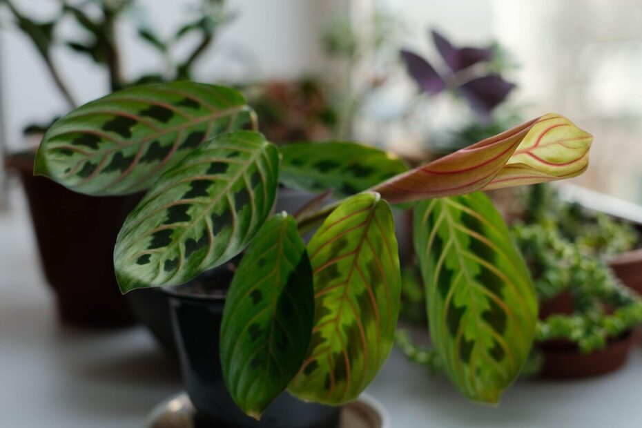 Dacă frunzele plantei tale Calathea sunt încolăcite și ciudat decolorate, descoperă motivul surprinzător din spatele acestui fenomen