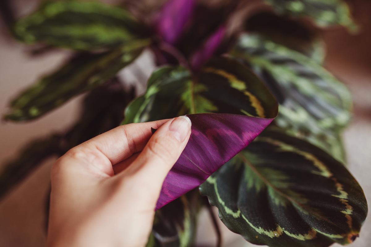 Dacă frunzele plantei tale Calathea sunt încolăcite și ciudat decolorate, descoperă motivul surprinzător din spatele acestui fenomen