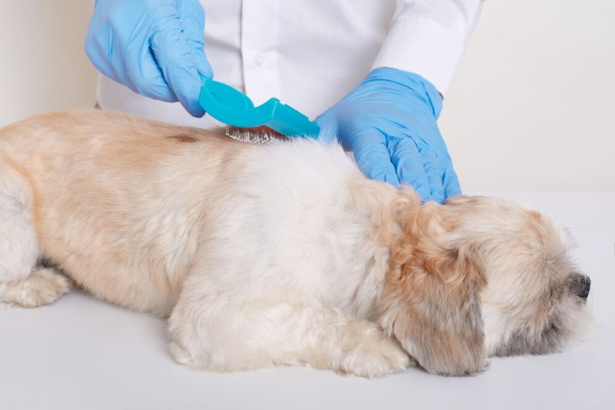 Ce să faci dacă câinele tău are o infecție din cauza mușcăturilor de purici