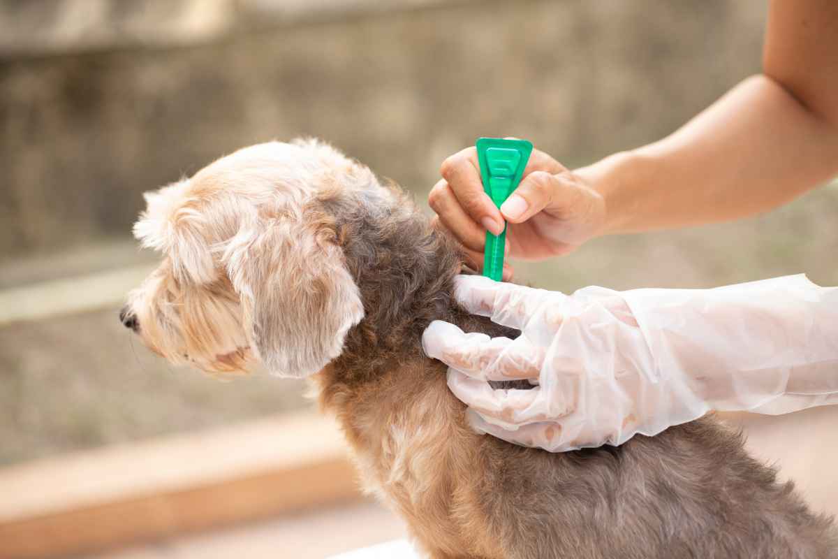 Ce să faci dacă câinele tău are o infecție din cauza mușcăturilor de purici