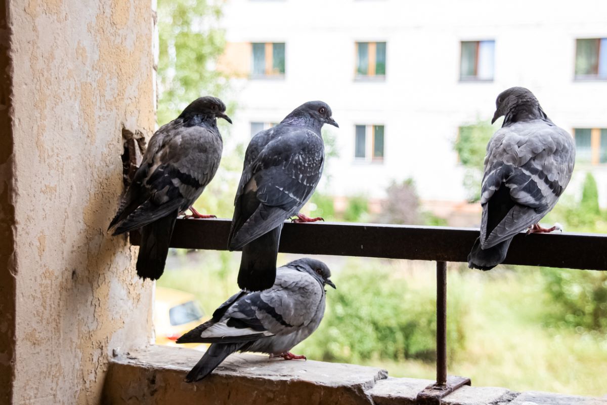 Feng Shui: ce înseamnă dacă fereastra ta se umple de păsări