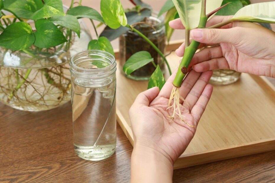 Cum să faci butași de plante și să economisești bani