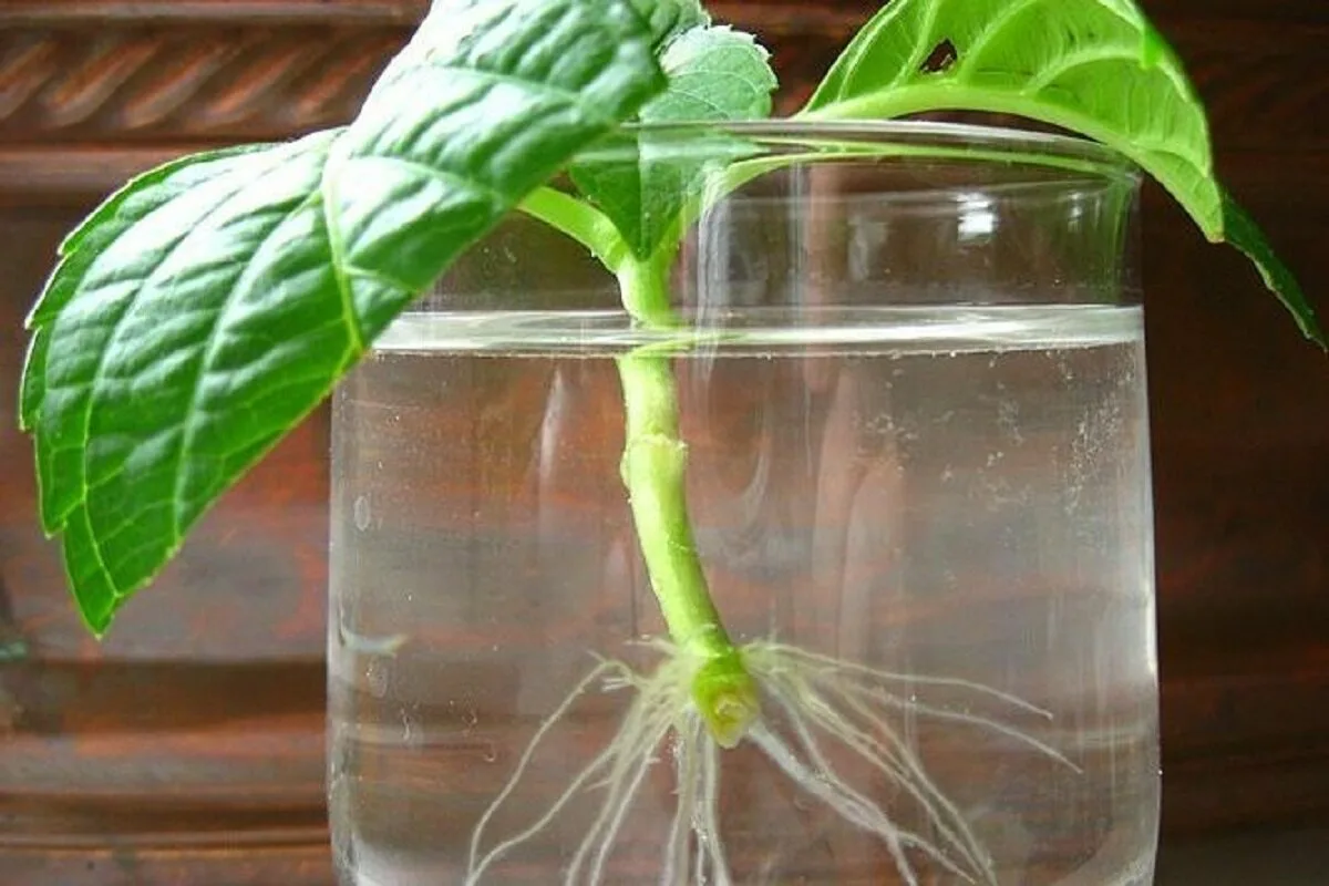 Cum să faci butași de plante și să economisești bani