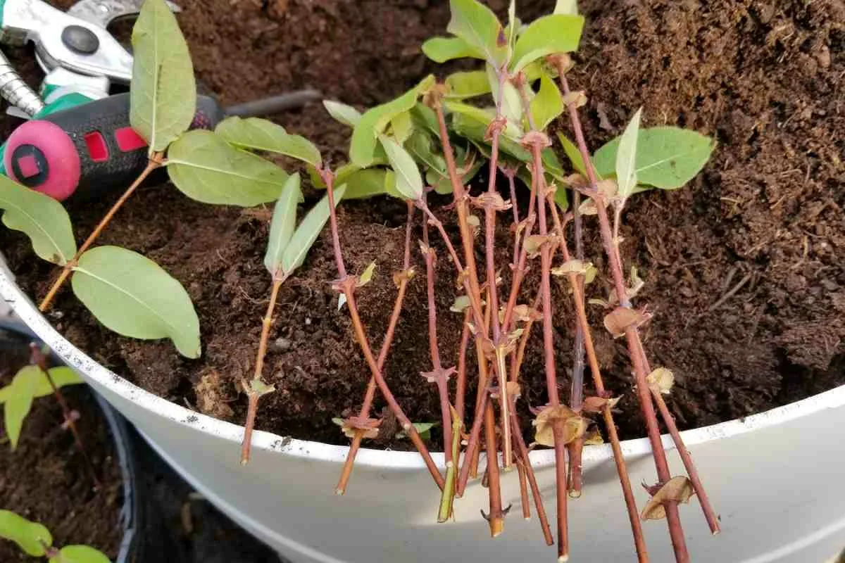 Cum să faci butași de plante și să economisești bani
