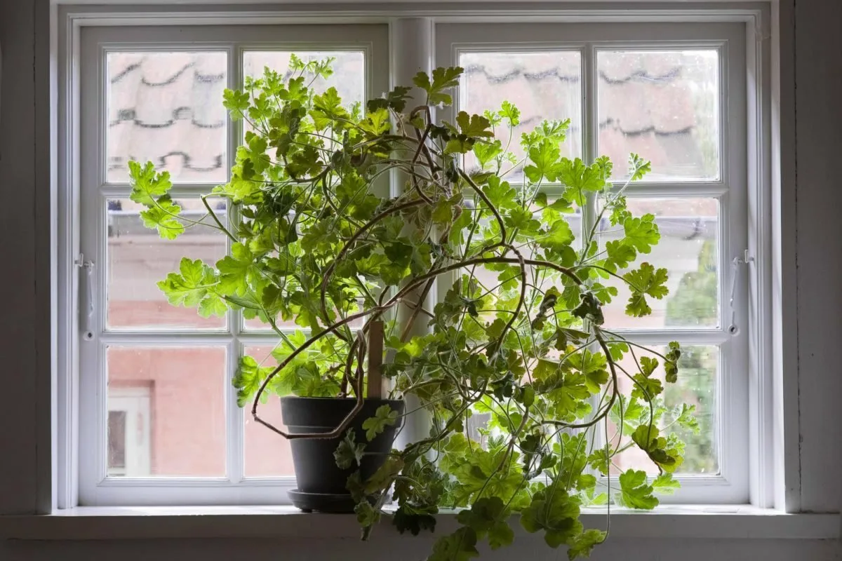 Decor fără perdele: 4 idei originale și practice pentru a da stil ferestrelor tale