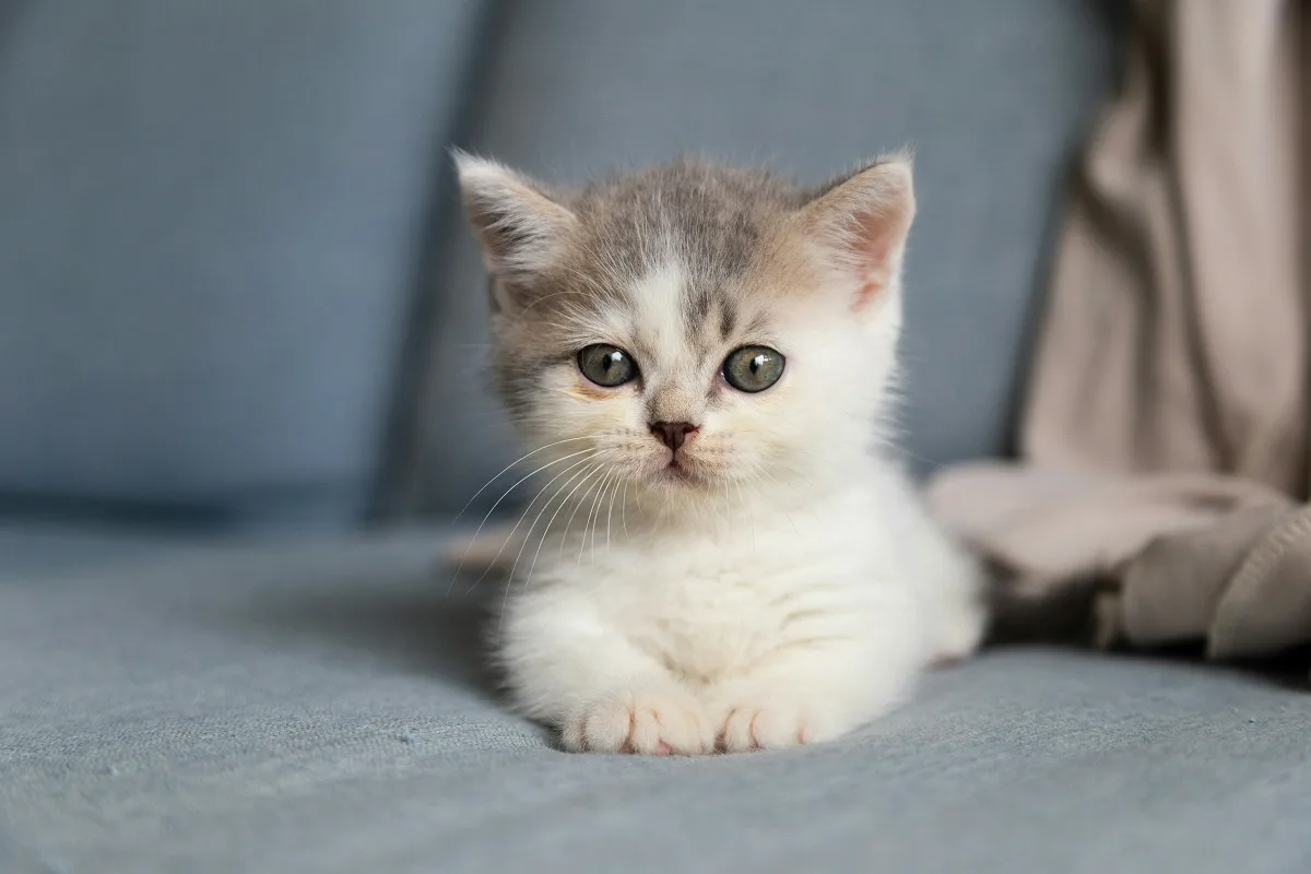 Îngrijirea unui pui de pisică proaspăt adoptat: Sfaturi esențiale de la specialiști în feline
