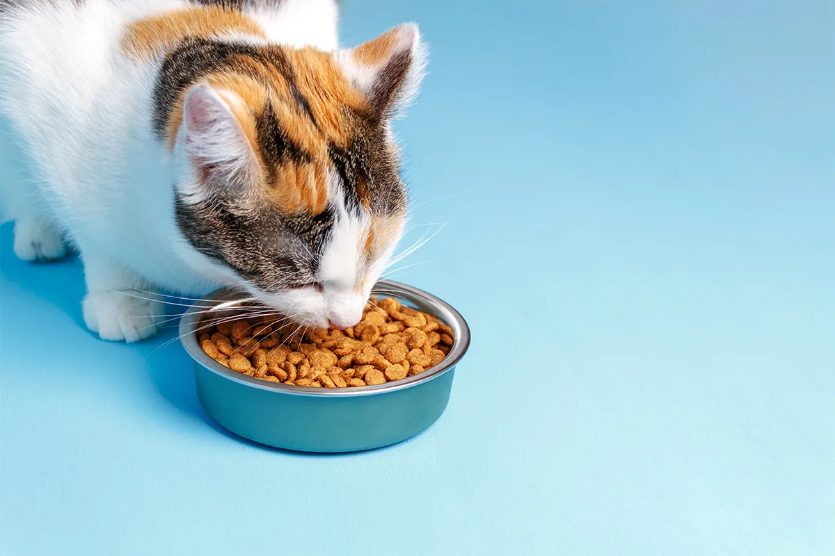 Îngrijirea unui pui de pisică proaspăt adoptat: Sfaturi esențiale de la specialiști în feline