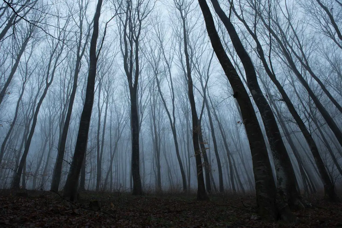 Misterele Pădurii Hoia-Baciu, Cel Mai Blestemat Loc din România