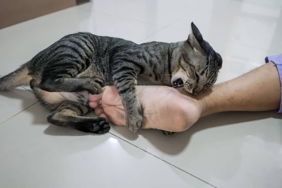 De ce pisica atacă picioarele: 6 motive explicate de experți
