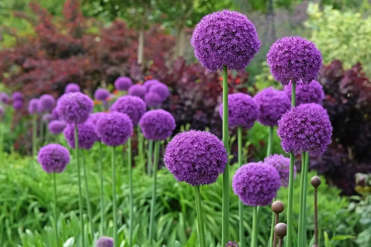 5 plante perene pe care să le plantezi în septembrie pentru o toamnă spectaculoasă