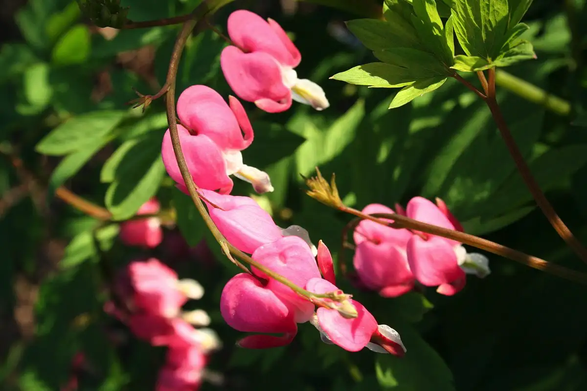 5 plante perene pe care să le plantezi în septembrie pentru o toamnă spectaculoasă
