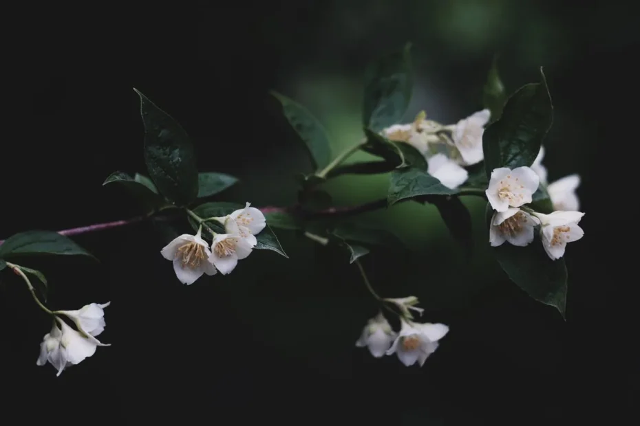 De ce unele plante emană parfum doar noaptea: Secretul naturii dezvăluit
