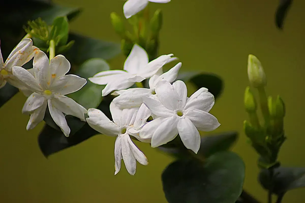 De ce unele plante emană parfum doar noaptea: Secretul naturii dezvăluit