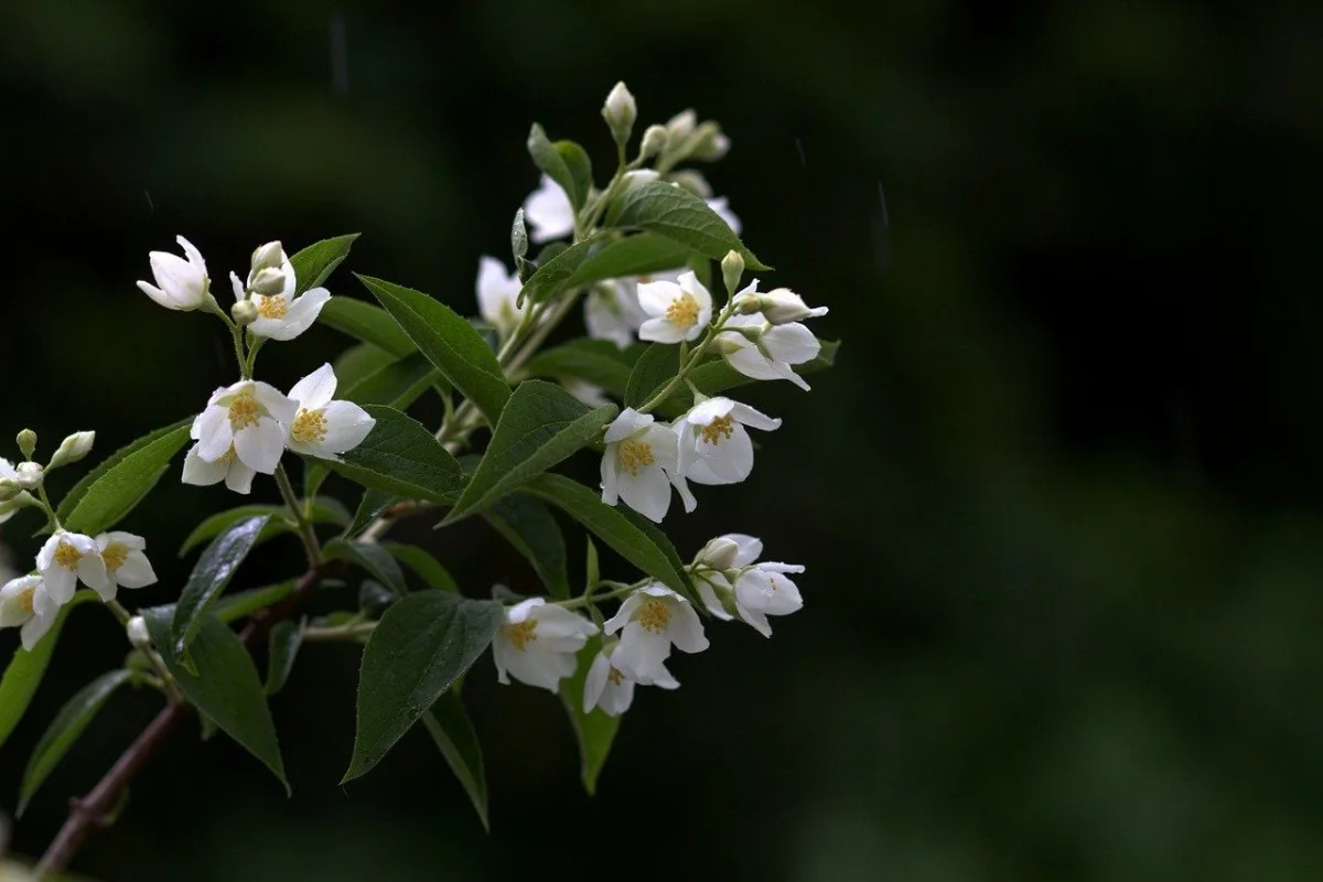 De ce unele plante emană parfum doar noaptea: Secretul naturii dezvăluit