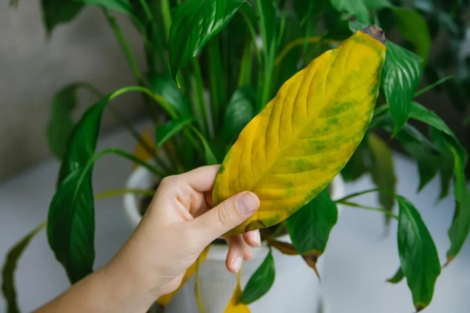 Secretul grădinarului: Când e momentul ideal să tai frunzele galbene de pe plantele tale de interior